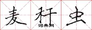 侯登峰麦秆虫楷书怎么写