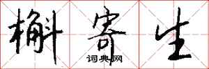 钱沛云槲寄生行书怎么写