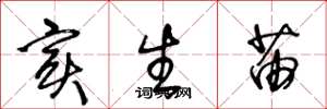 王冬龄实生苗草书怎么写